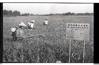 登錄號:KH2002.011.0056藏品圖，第3張