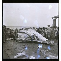 登錄號:KH2002.012.0003藏品圖，第33張