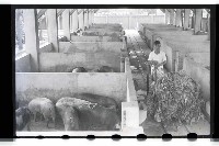 登錄號:KH2002.012.0069藏品圖，第15張