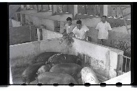 登錄號:KH2002.012.0069藏品圖，第16張