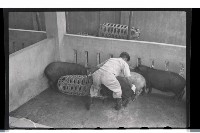 登錄號:KH2002.012.0069藏品圖，第19張