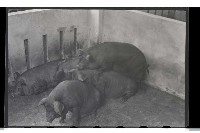 登錄號:KH2002.012.0071藏品圖，第12張