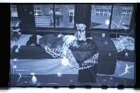 登錄號:KH2002.012.0135藏品圖，第8張