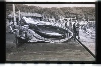 登錄號:KH2002.012.0153藏品圖，第5張