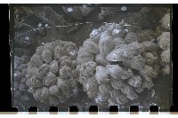 登錄號:KH2002.012.0177藏品圖，第2張