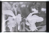 登錄號:KH2002.012.0343藏品圖，第27張