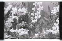 登錄號:KH2002.012.0343藏品圖，第28張