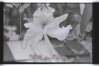 登錄號:KH2002.012.0343藏品圖，第29張