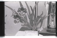 登錄號:KH2002.012.0343藏品圖，第30張