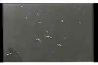 登錄號:KH2002.012.0435藏品圖，第15張