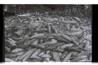 登錄號:KH2002.012.0633藏品圖，第2張