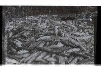 登錄號:KH2002.012.0633藏品圖，第3張