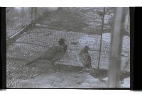 登錄號:KH2002.012.0637藏品圖，第2張