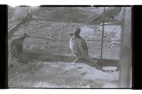 登錄號:KH2002.012.0637藏品圖，第3張