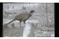 登錄號:KH2002.012.0637藏品圖，第5張