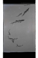 登錄號:KH2002.012.0718藏品圖，第3張