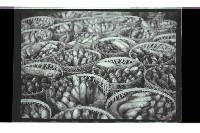 登錄號:KH2002.012.0765藏品圖，第57張