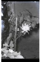 登錄號:KH2002.013.0020藏品圖，第3張