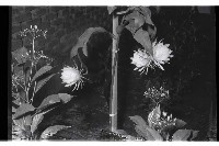 登錄號:KH2002.013.0020藏品圖，第4張