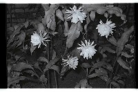 登錄號:KH2002.013.0023藏品圖，第2張