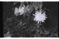 登錄號:KH2002.013.0023藏品圖，第3張