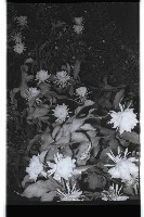 登錄號:KH2002.013.0023藏品圖，第4張