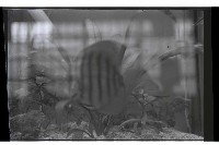 登錄號:KH2002.013.0031藏品圖，第1張