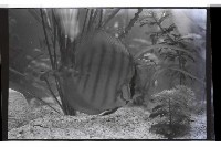 登錄號:KH2002.013.0031藏品圖，第2張