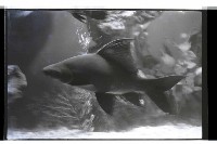 登錄號:KH2002.013.0031藏品圖，第3張