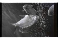 登錄號:KH2002.013.0031藏品圖，第4張