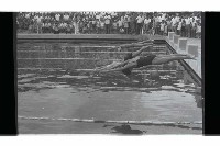 登錄號:KH2002.014.0115藏品圖，第13張