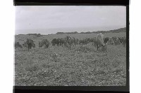 登錄號:KH2002.015.0209藏品圖，第2張