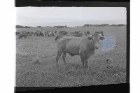 登錄號:KH2002.015.0209藏品圖，第3張