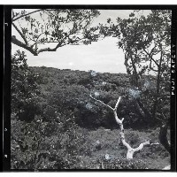 登錄號:KH2002.016.0050藏品圖，第4張