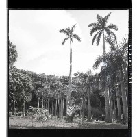 登錄號:KH2002.016.0050藏品圖，第10張