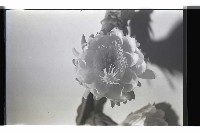 登錄號:KH2002.016.0056藏品圖，第1張