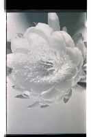 登錄號:KH2002.016.0056藏品圖，第2張