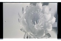 登錄號:KH2002.016.0056藏品圖，第4張