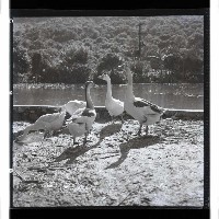 登錄號:KH2002.016.0058藏品圖，第15張