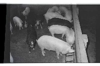 登錄號:KH2002.016.0074藏品圖，第17張