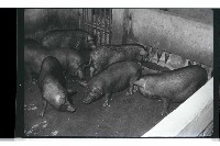 登錄號:KH2002.016.0074藏品圖，第24張