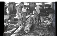 登錄號:KH2002.016.0075藏品圖，第12張