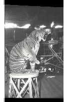 登錄號:KH2002.017.0161藏品圖，第50張