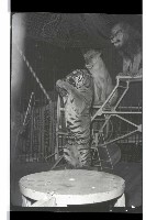 登錄號:KH2002.017.0161藏品圖，第51張