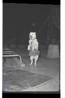 登錄號:KH2002.017.0161藏品圖，第78張