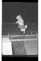 登錄號:KH2002.017.0161藏品圖，第79張