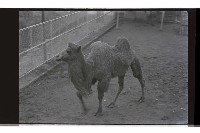 登錄號:KH2002.017.0238藏品圖，第1張