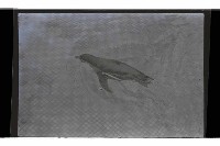 登錄號:KH2002.017.0238藏品圖，第4張