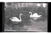 登錄號:KH2002.017.0247藏品圖，第1張