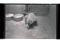 登錄號:KH2002.017.0247藏品圖，第3張